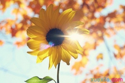 Ӣƪɢľѡ